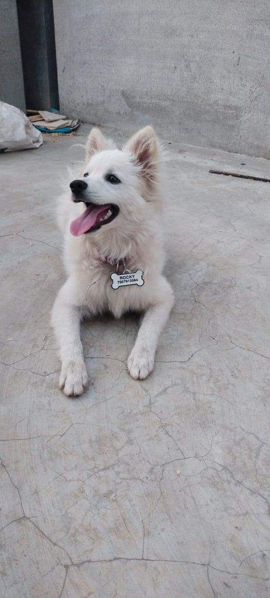 Personalized Pet tags with Parent contact