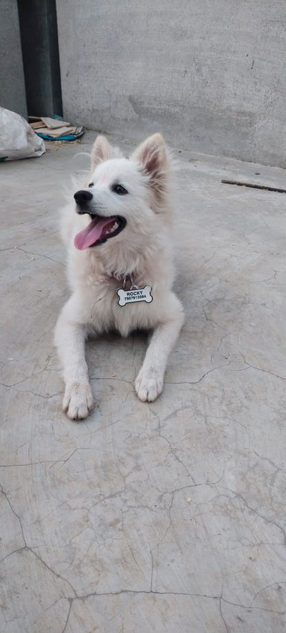 Personalized Pet tags with Parent contact